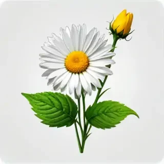 wild flower png