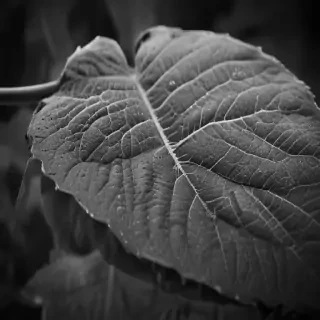 leaf images black and white