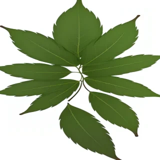 leaves png transparent