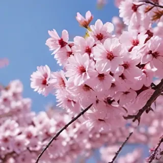 sakura blossom wallpaper