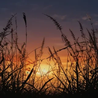 grass silhouette