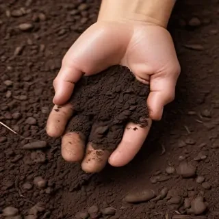 soil png