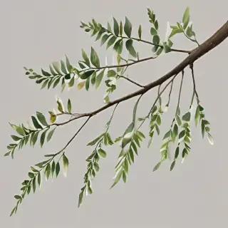 png branches