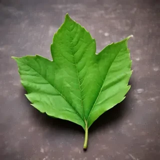 green leaf design