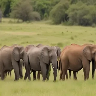 wild animals