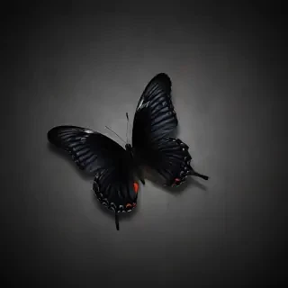 black butterfly wallpaper