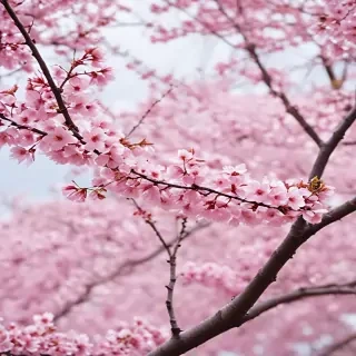 cherry blossom backgrounds