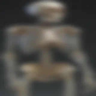 skeleton transparent