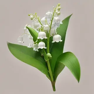 lily of the valley png