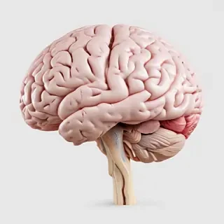 brain transparent background