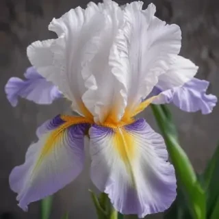 iris flower