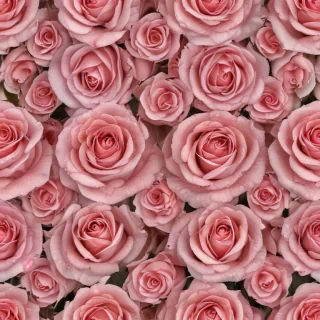 rose wallpaper background