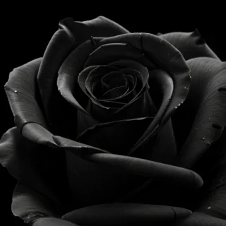 black rose wallpaper