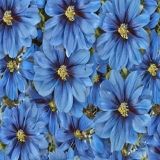 blue flower