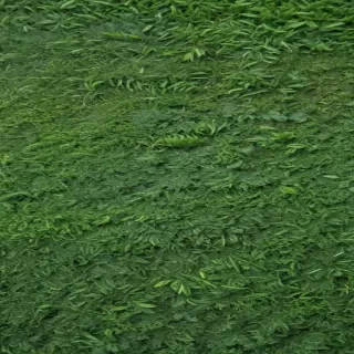green textures