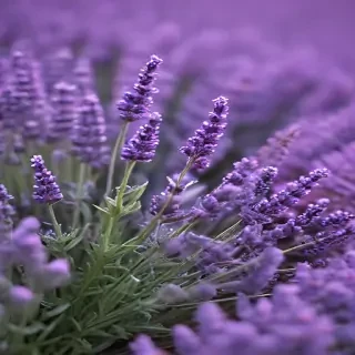 lavender iphone wallpaper