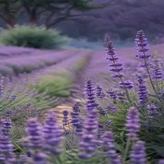 aesthetic lavender wallpaper