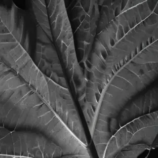 leaf in black and white
