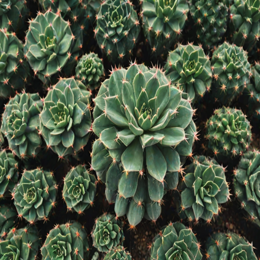aesthetic cactus wallpaper