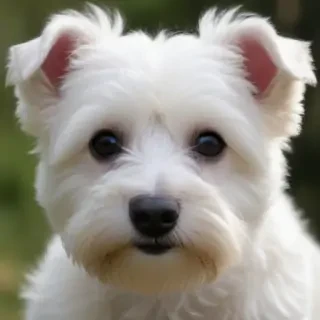 westiepoo dog breed