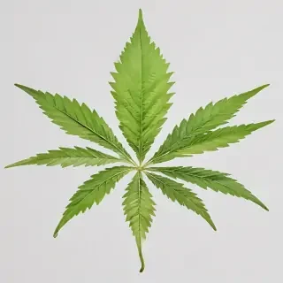 marijuana leaf transparent background