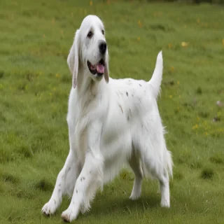 english setter