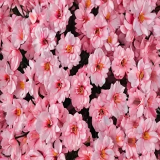 cute flower wallpaper aesthetic