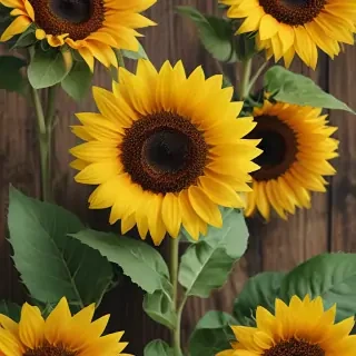 iphone cute sunflower wallpaper
