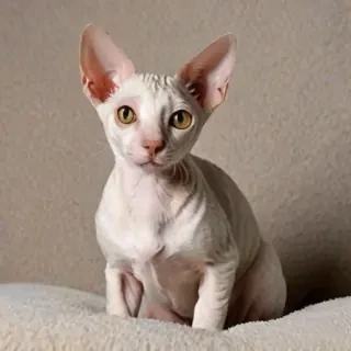 cornish rex breed