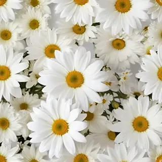 flowers white background