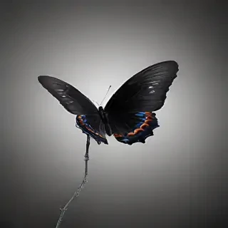 black butterfly