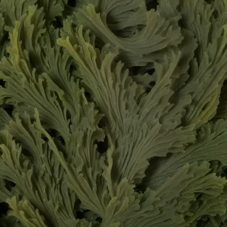 seaweed png