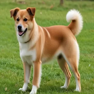 chinaranian dog breed