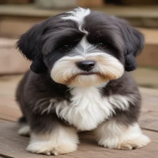 tibetan terrier
