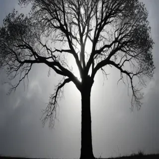 transparent tree silhouette