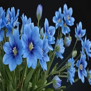transparent blue flowers