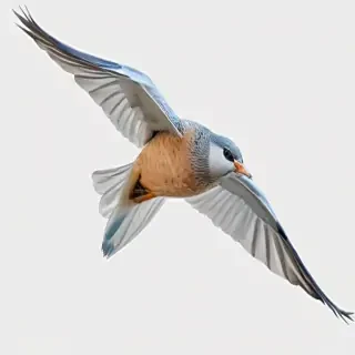 birds flying transparent background