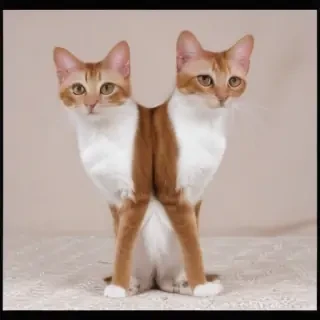 javanese cat breed