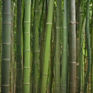 bamboo background