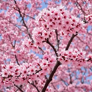 high resolution cherry blossom wallpaper