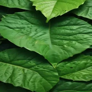green leaf background