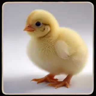 baby chicken