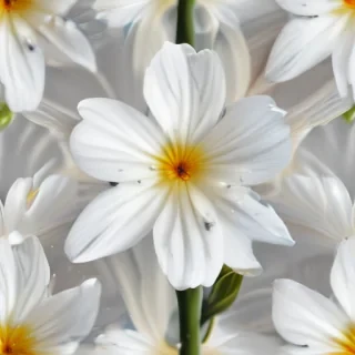 white flower transparent