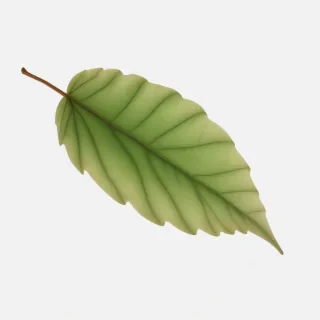 leaf png transparent