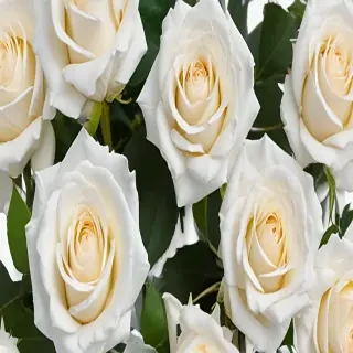 white roses png
