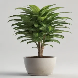 potted plant png