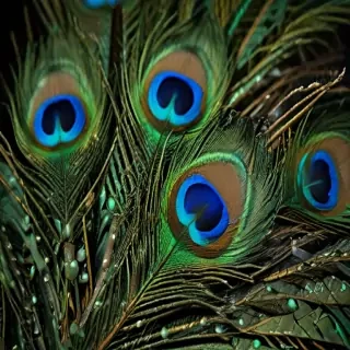 peacock feather images