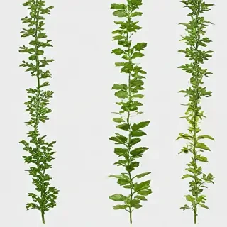 plants transparent background