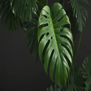 monstera png