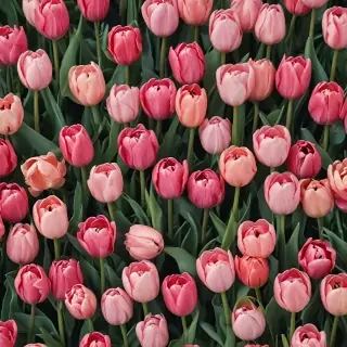 tulips wallpaper aesthetic